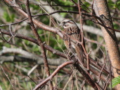 Melospiza melodia image