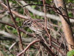 Melospiza melodia image