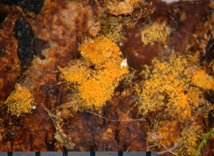 Botryobasidium aureum