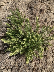 Galium serpenticum