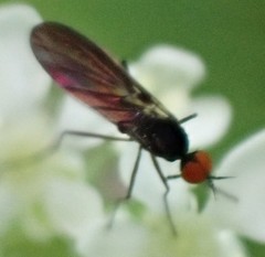 Empis pennipes