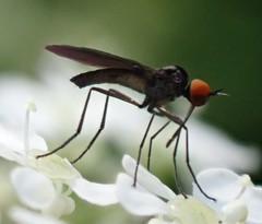 Empis pennipes