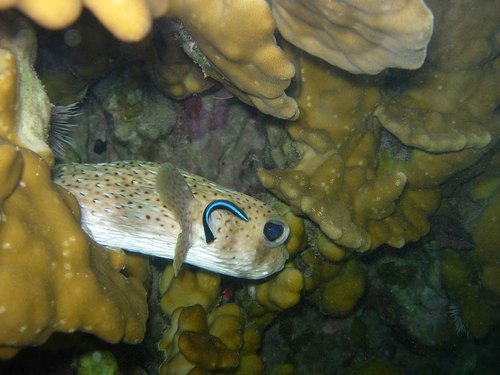 Spot-fin porcupinefish
