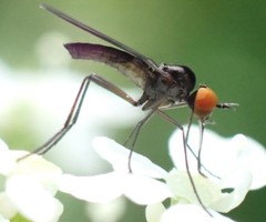 Empis pennipes