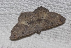 Dissomorphia australiaria