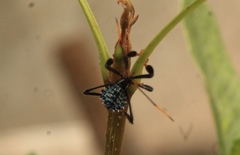 Acanthocephala thomasi