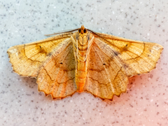 Euchlaena johnsonaria