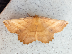 Euchlaena johnsonaria