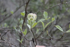 Cornus florida urbiniana
