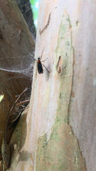 Plecia americana