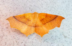 Tetracis cervinaria