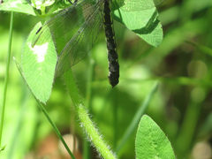 Hylogomphus adelphus