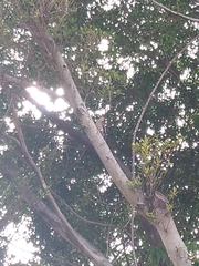 Melanerpes carolinus