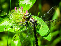 Hylogomphus adelphus