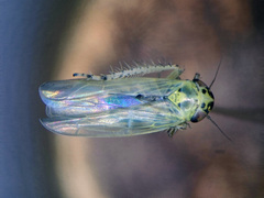Macrosteles sexnotatus