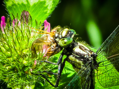 Hylogomphus adelphus