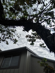 Melanerpes carolinus