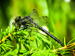 Hylogomphus adelphus
