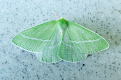 Chlorosea banksaria
