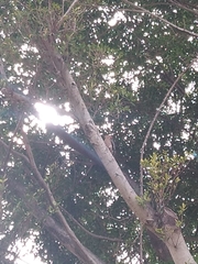 Melanerpes carolinus