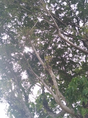 Melanerpes carolinus