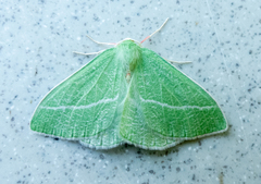Chlorosea banksaria