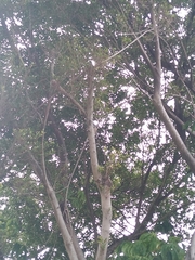 Melanerpes carolinus