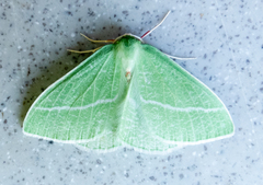 Chlorosea banksaria