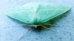 Chlorosea banksaria
