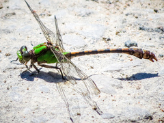 Ophiogomphus rupinsulensis