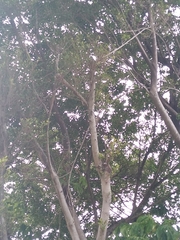 Melanerpes carolinus