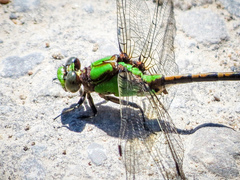 Ophiogomphus rupinsulensis