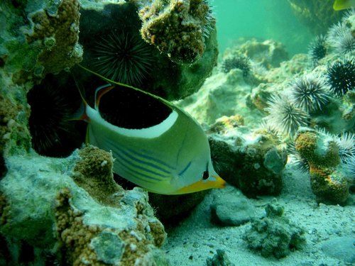 Black-blotched Butterfly-fish