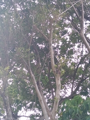 Melanerpes carolinus