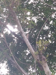 Melanerpes carolinus