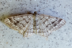 Melanolophiini