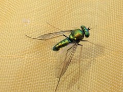 Condylostylus comatus