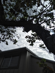 Melanerpes carolinus