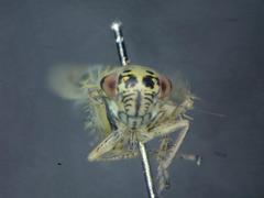 Macrosteles sexnotatus