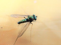 Condylostylus comatus