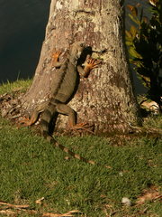 Iguana iguana