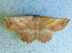 Euchlaena johnsonaria