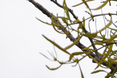 Phoradendron carneum