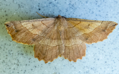 Euchlaena johnsonaria
