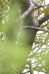 Phoradendron carneum