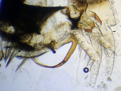 Macrosteles sexnotatus