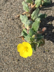 Camissoniopsis cheiranthifolia cheiranthifolia