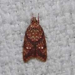 Lophopepla igniferella