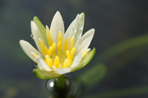 pygmy Rwandan water lily (Nymphaea thermarum)
