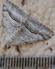 Digrammia pallorata